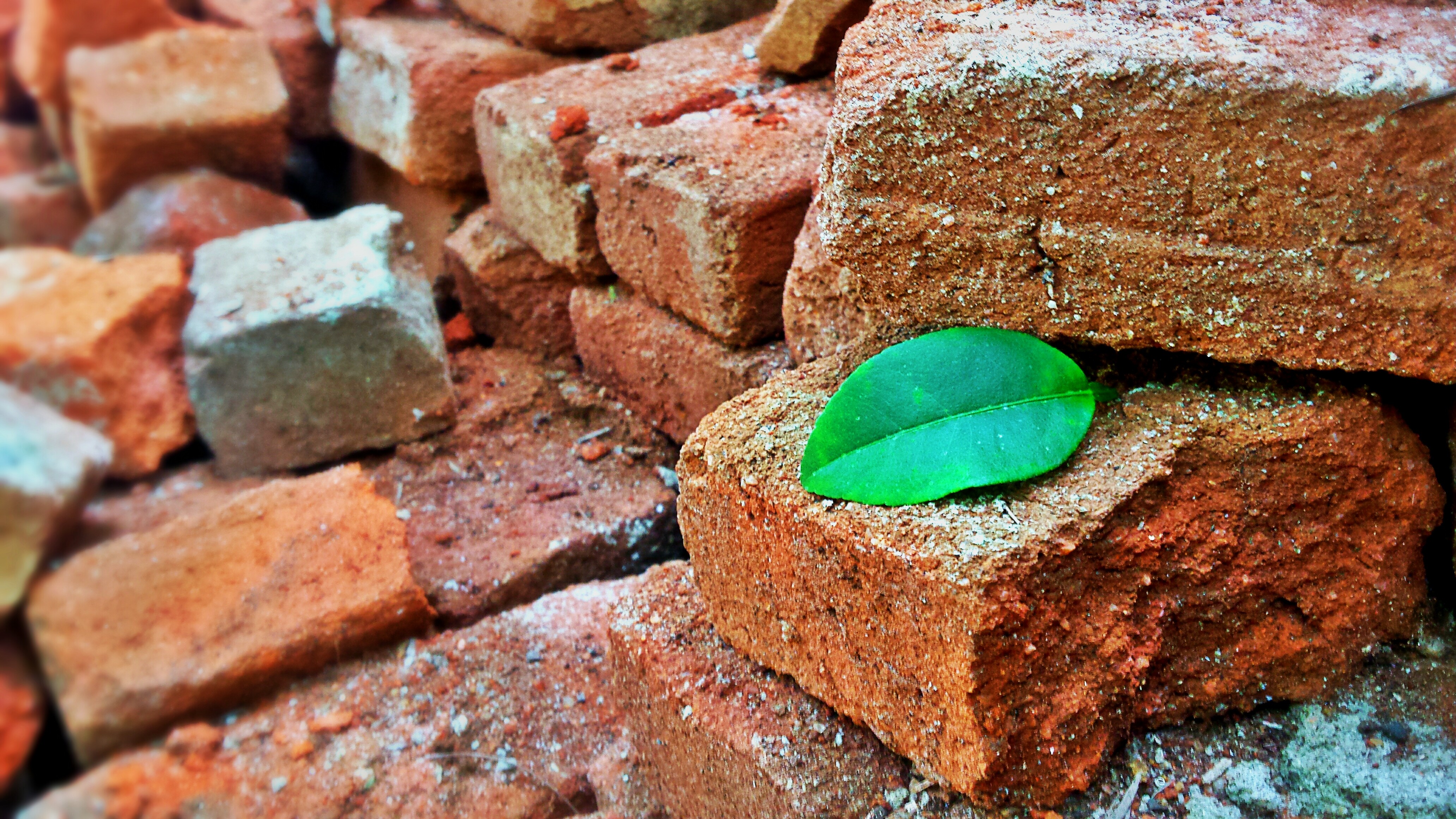 bricks, Leaves Wallpaper