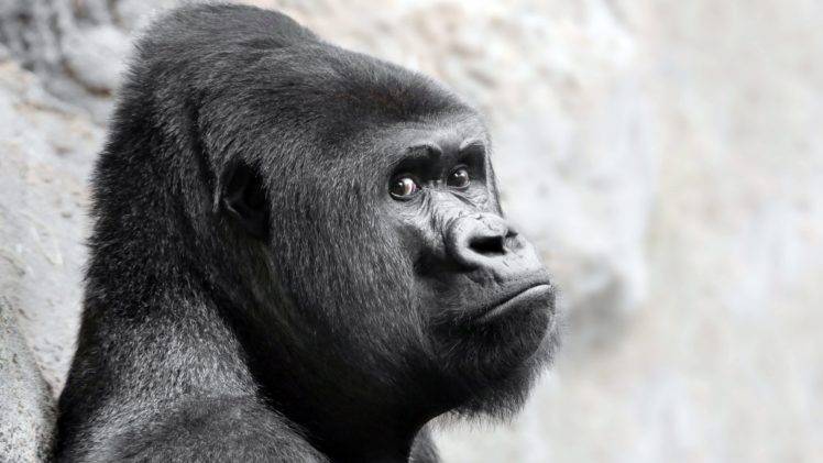 face, Gorillas, Animals HD Wallpaper Desktop Background