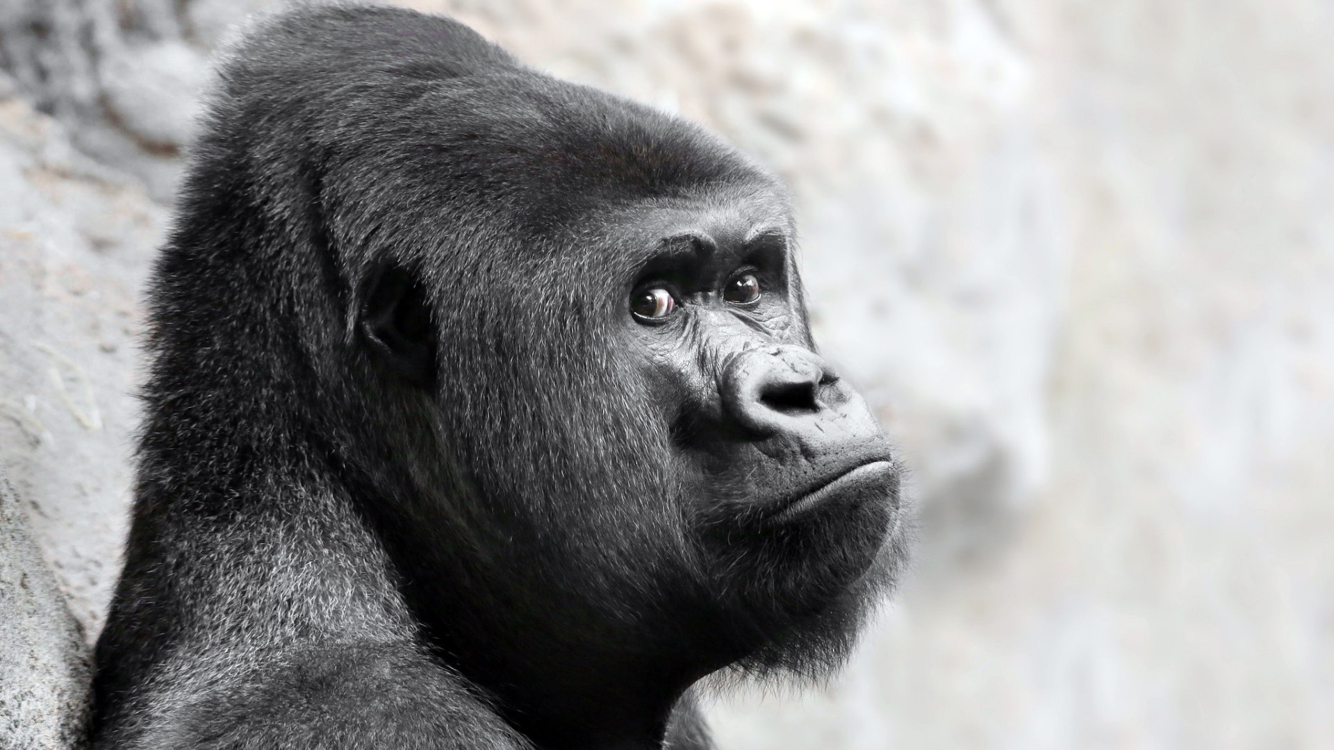 face, Gorillas, Animals Wallpaper