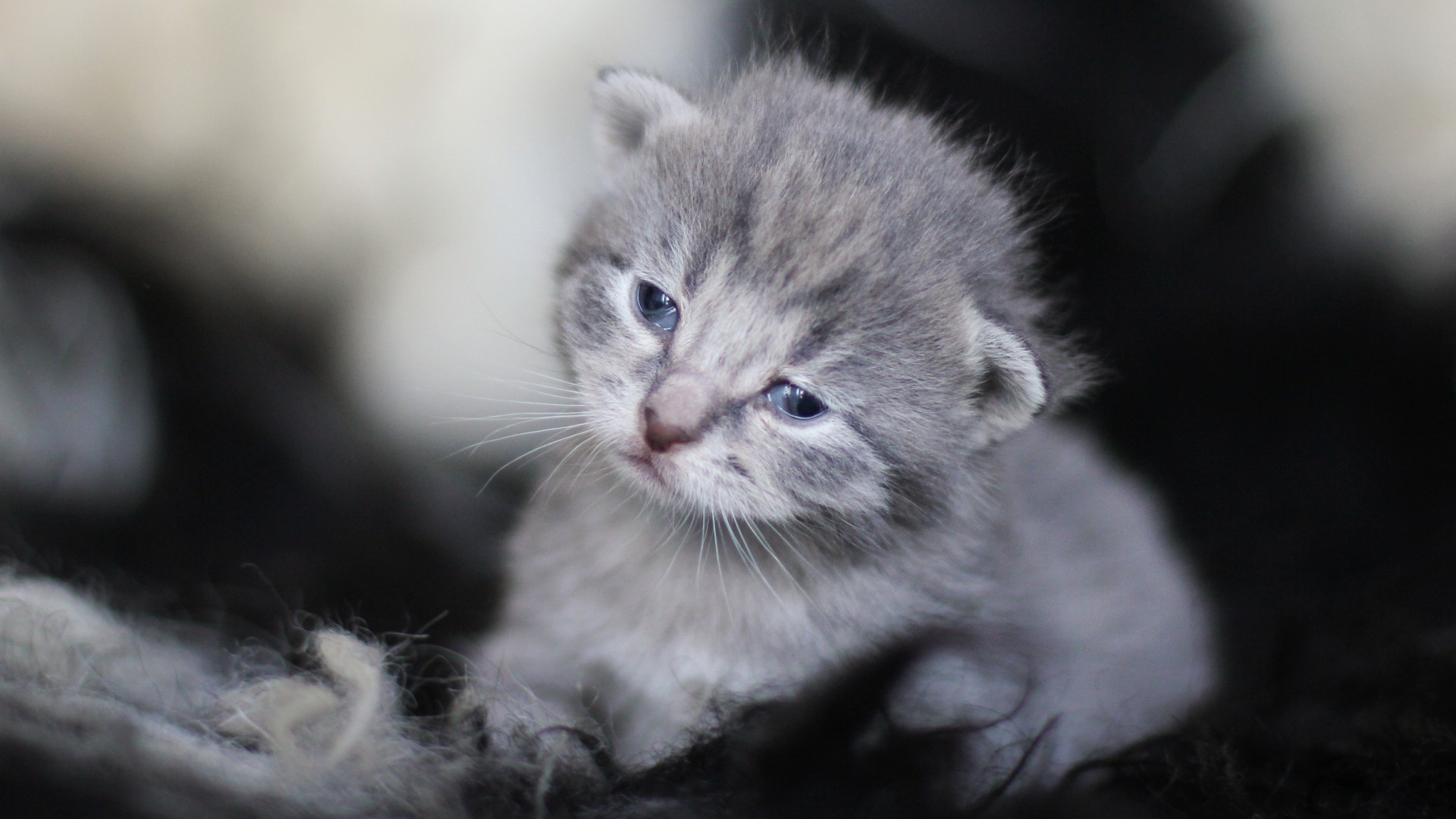 baby animals, Kittens, Cat Wallpaper