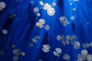 jellyfish, Pacific Ocean