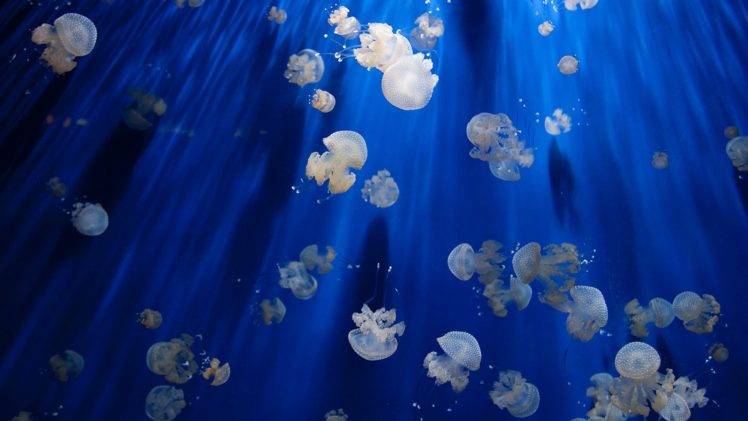 jellyfish, Pacific Ocean HD Wallpaper Desktop Background
