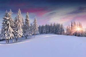 snow, Pine trees, Sunrise