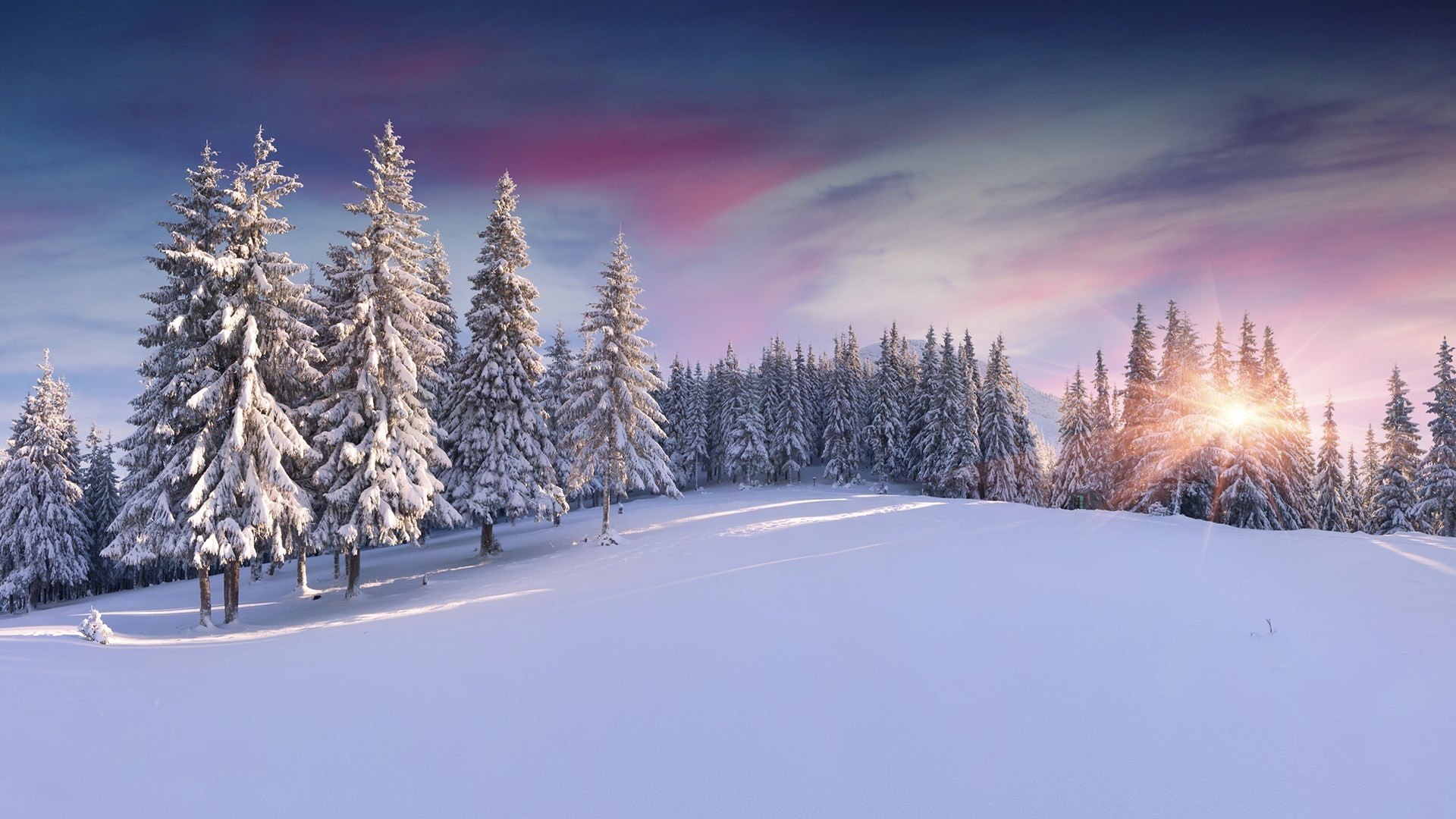snow, Pine trees, Sunrise Wallpaper