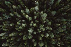 landscape, Drone, Aerial view, Forest
