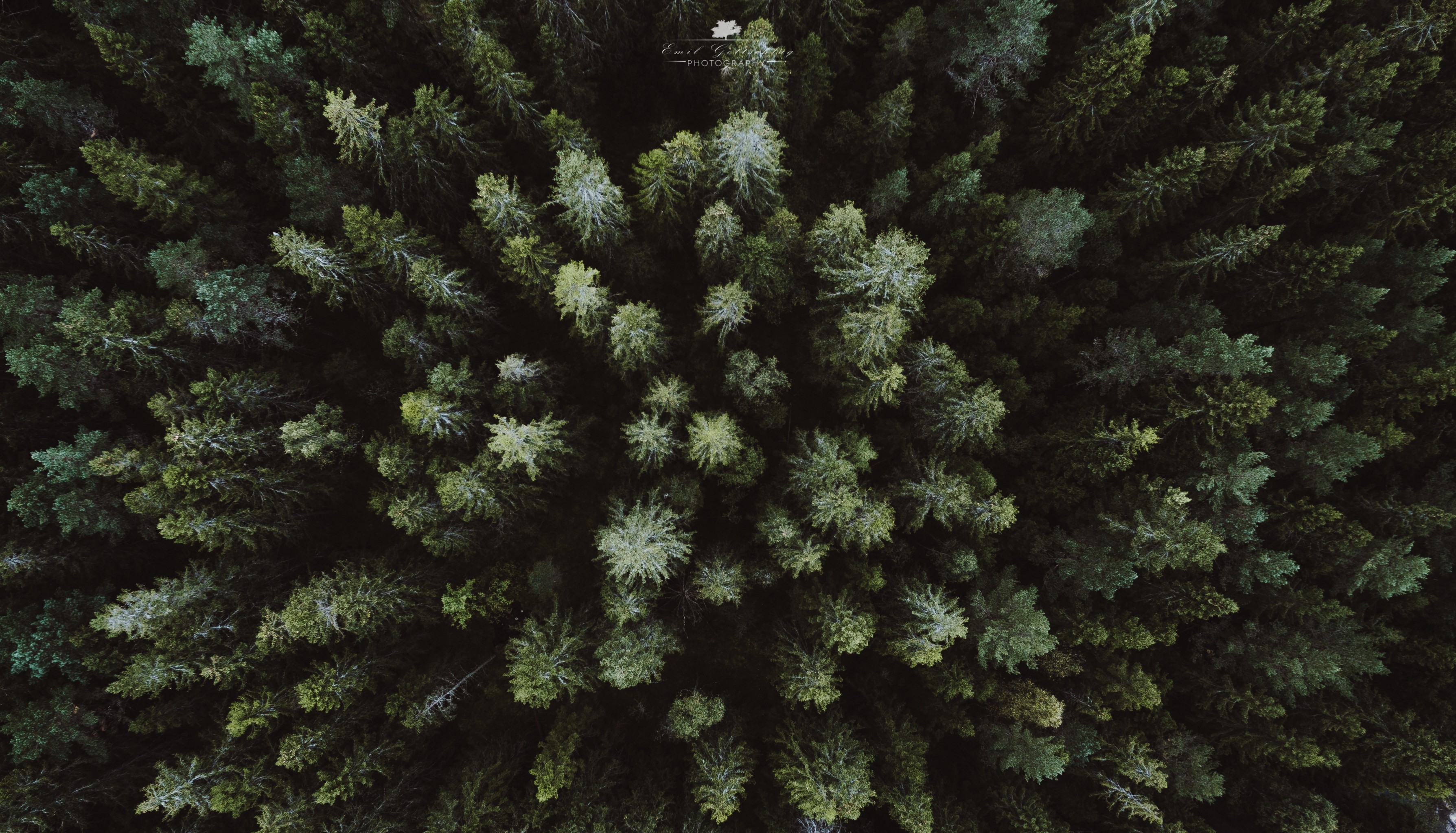 landscape, Drone, Aerial view, Forest Wallpaper