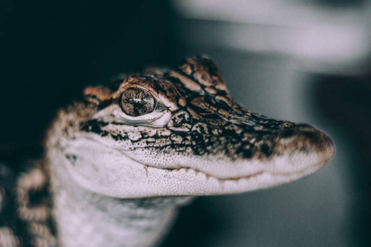 photography, Animals, Alligators HD Wallpaper Desktop Background