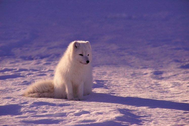 photography, Animals, Fox, Arctic fox HD Wallpaper Desktop Background