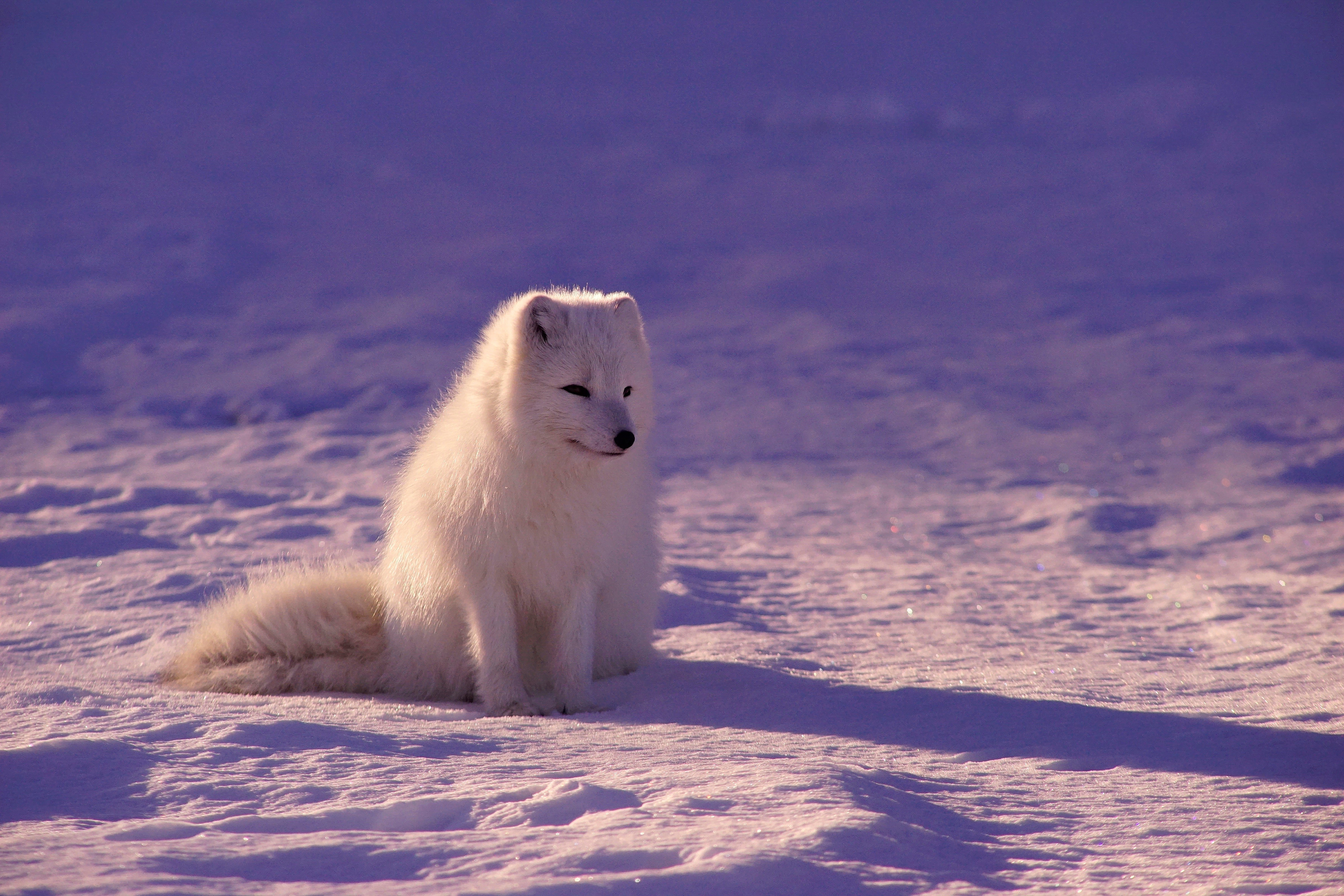 photography, Animals, Fox, Arctic fox Wallpaper