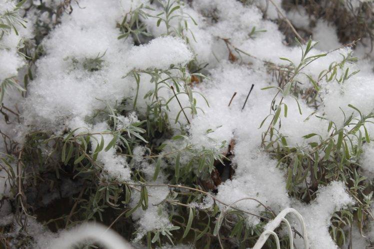 winter, Green, Snow, White, Plants, Nature HD Wallpaper Desktop Background