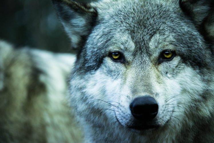 wolf, Animals HD Wallpaper Desktop Background