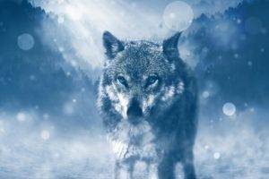 wolf, Photo manipulation, Snow