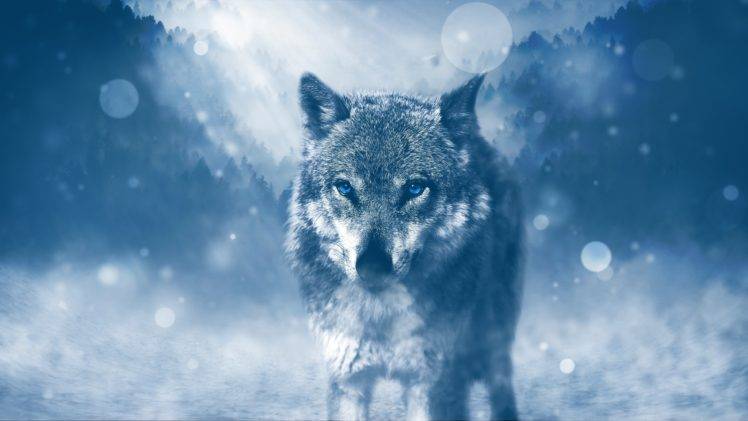 wolf, Photo manipulation, Snow HD Wallpaper Desktop Background