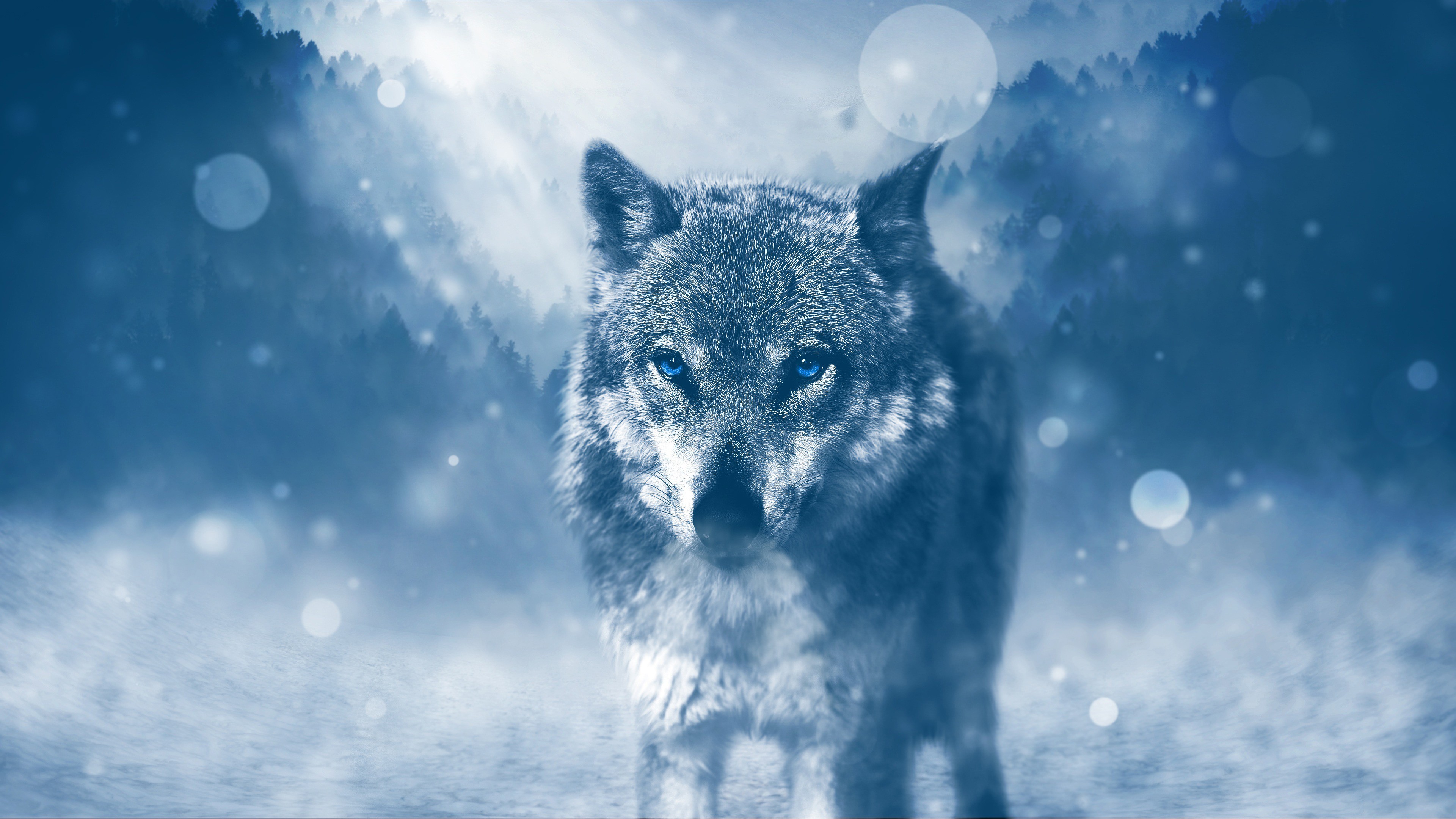 wolf, Photo manipulation, Snow Wallpaper