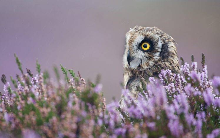 nature, Animals, Owl, Birds, Flowers, Depth of field HD Wallpaper Desktop Background