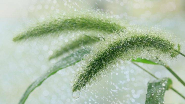 plants, Rain, Summer, Water drops HD Wallpaper Desktop Background