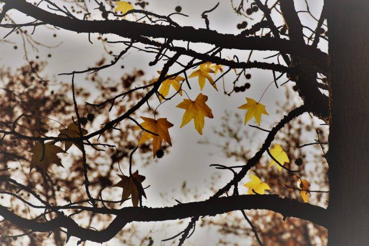branch, Trees, Fall, Leaves HD Wallpaper Desktop Background