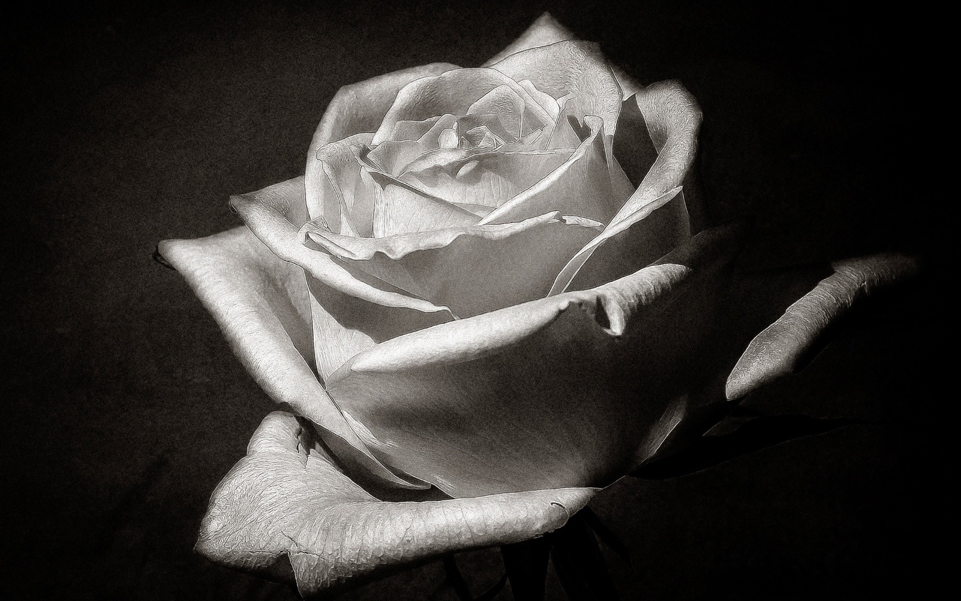 plants, Rose, Flowers Wallpaper
