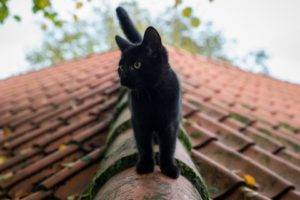 cat, Animals, Rooftops