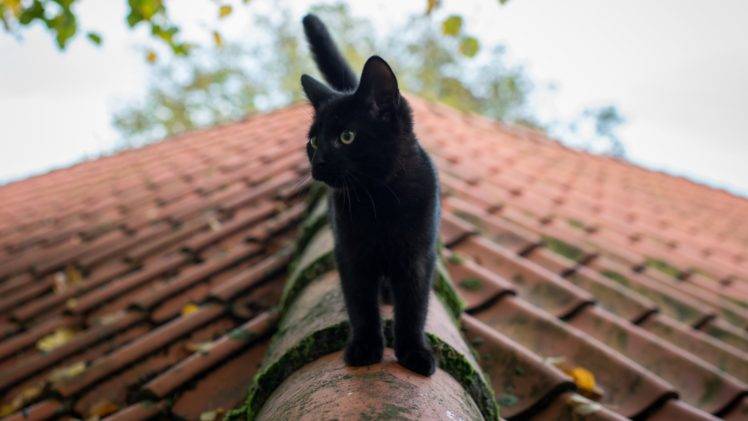 cat, Animals, Rooftops HD Wallpaper Desktop Background