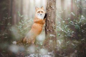 fox, Nature, Animals