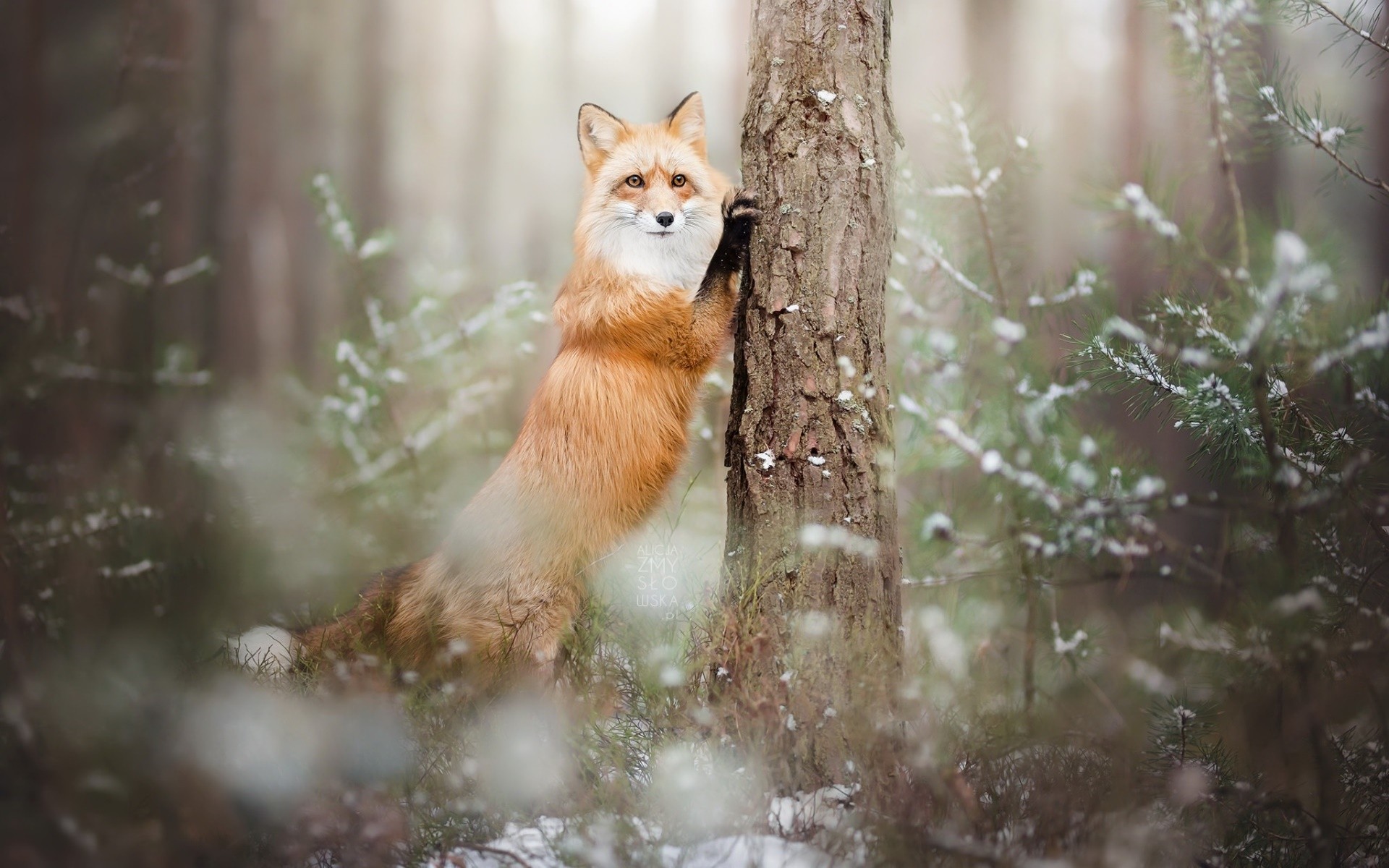 fox, Nature, Animals Wallpaper