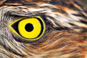 eyes, Owl, Yellow eyes, Birds, Closeup, Animals