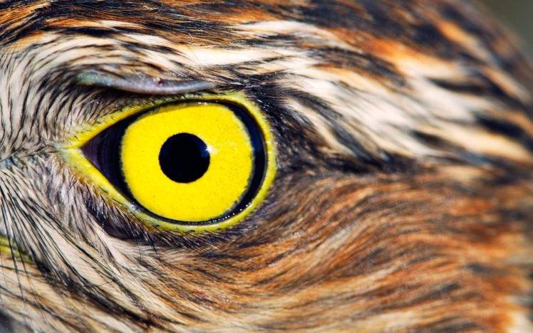 eyes, Owl, Yellow eyes, Birds, Closeup, Animals HD Wallpaper Desktop Background