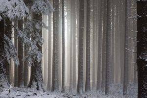 snow, Forest, Landscape, Winter