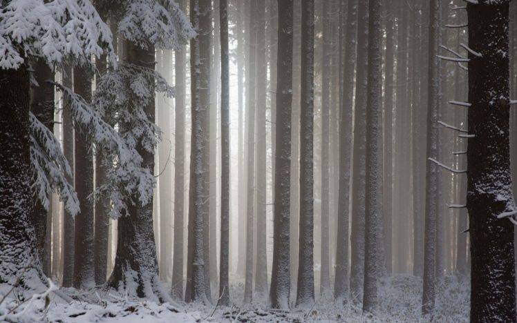 snow, Forest, Landscape, Winter HD Wallpaper Desktop Background