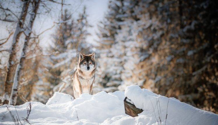 winter, Snow, Nature, Wolf, Animals HD Wallpaper Desktop Background