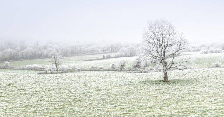trees, Winter, Nature, Landscape HD Wallpaper Desktop Background
