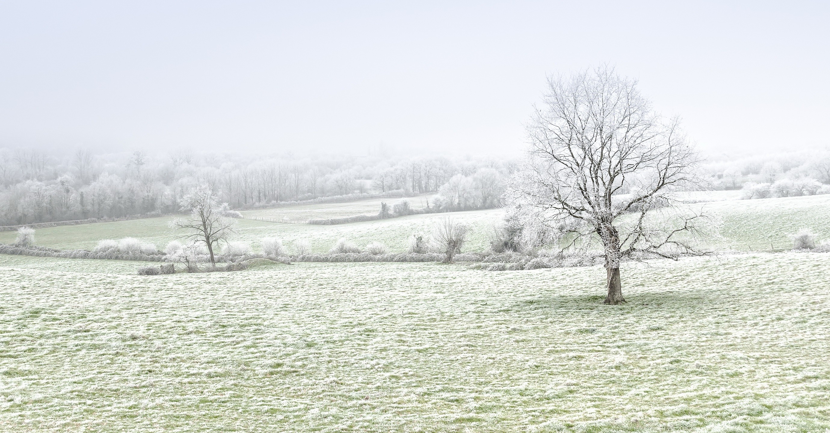trees, Winter, Nature, Landscape Wallpaper