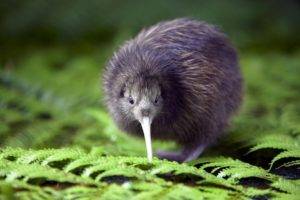 kiwi (animal), Birds, Macro