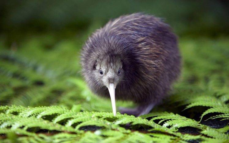 kiwi (animal), Birds, Macro HD Wallpaper Desktop Background