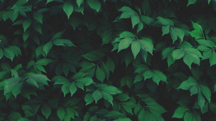 solo, Nature, Plants, Leaves, Green HD Wallpaper Desktop Background