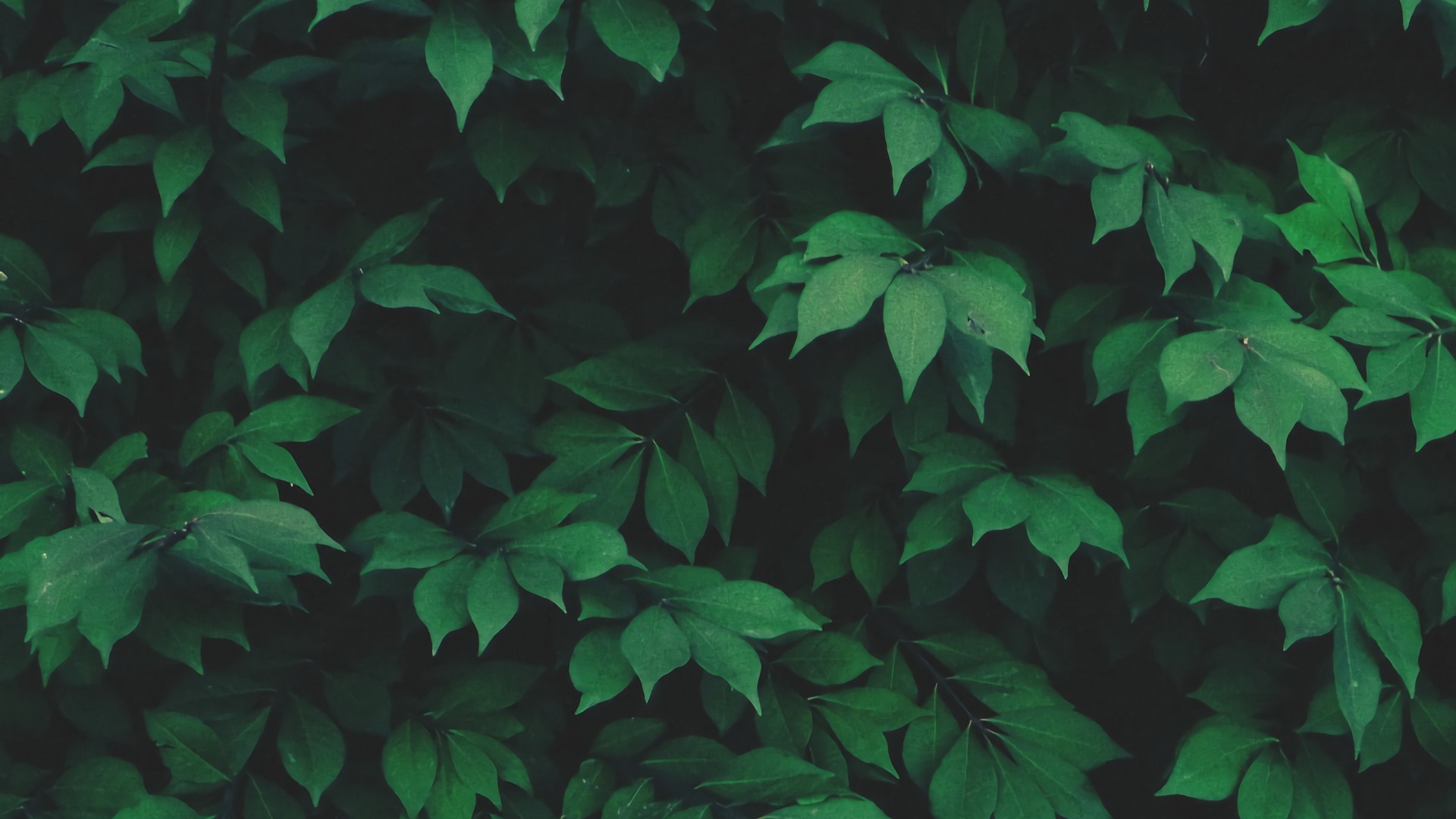solo, Nature, Plants, Leaves, Green Wallpaper