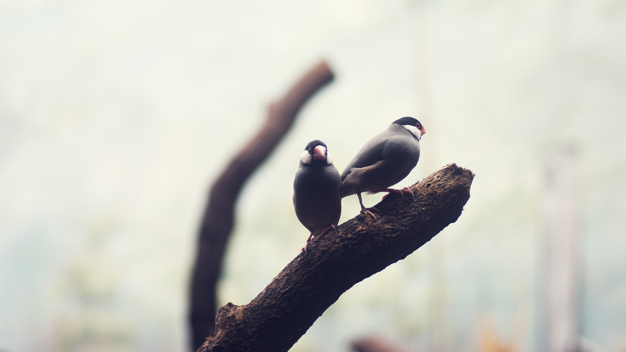 nature Wallpaper