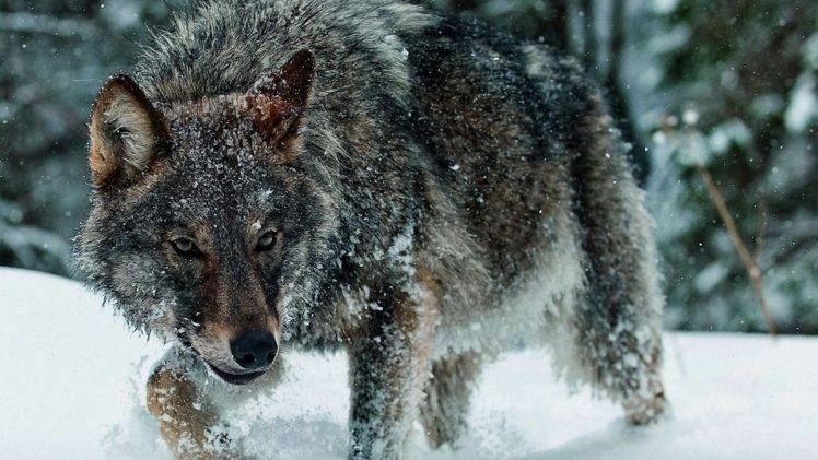 animals, Nature, Wolf HD Wallpaper Desktop Background