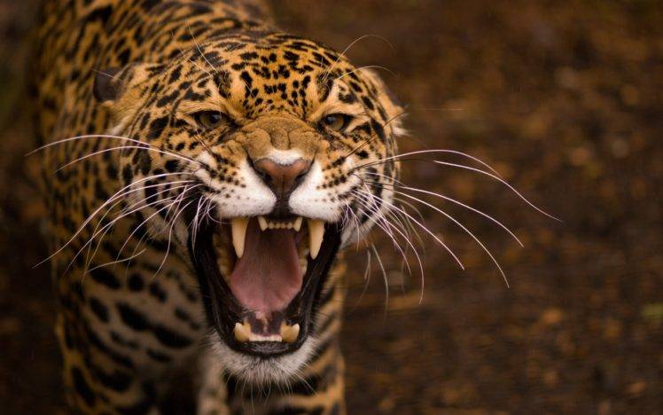 animals, Nature, Big cats, Leopard HD Wallpaper Desktop Background