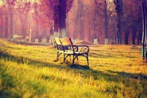 bench, Grass, Forest, Daylight