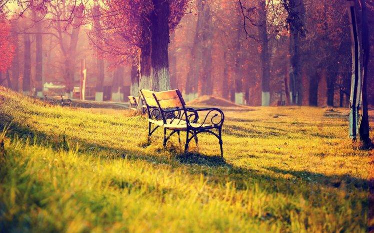 bench, Grass, Forest, Daylight HD Wallpaper Desktop Background