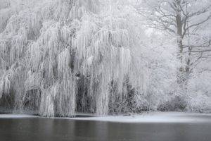 winter, Snow, Ice, Trees
