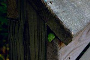 frog, Wood, Nature