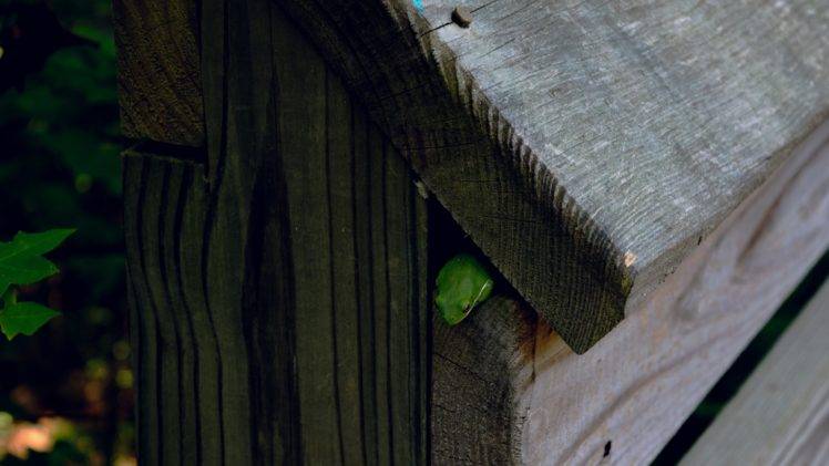 frog, Wood, Nature HD Wallpaper Desktop Background