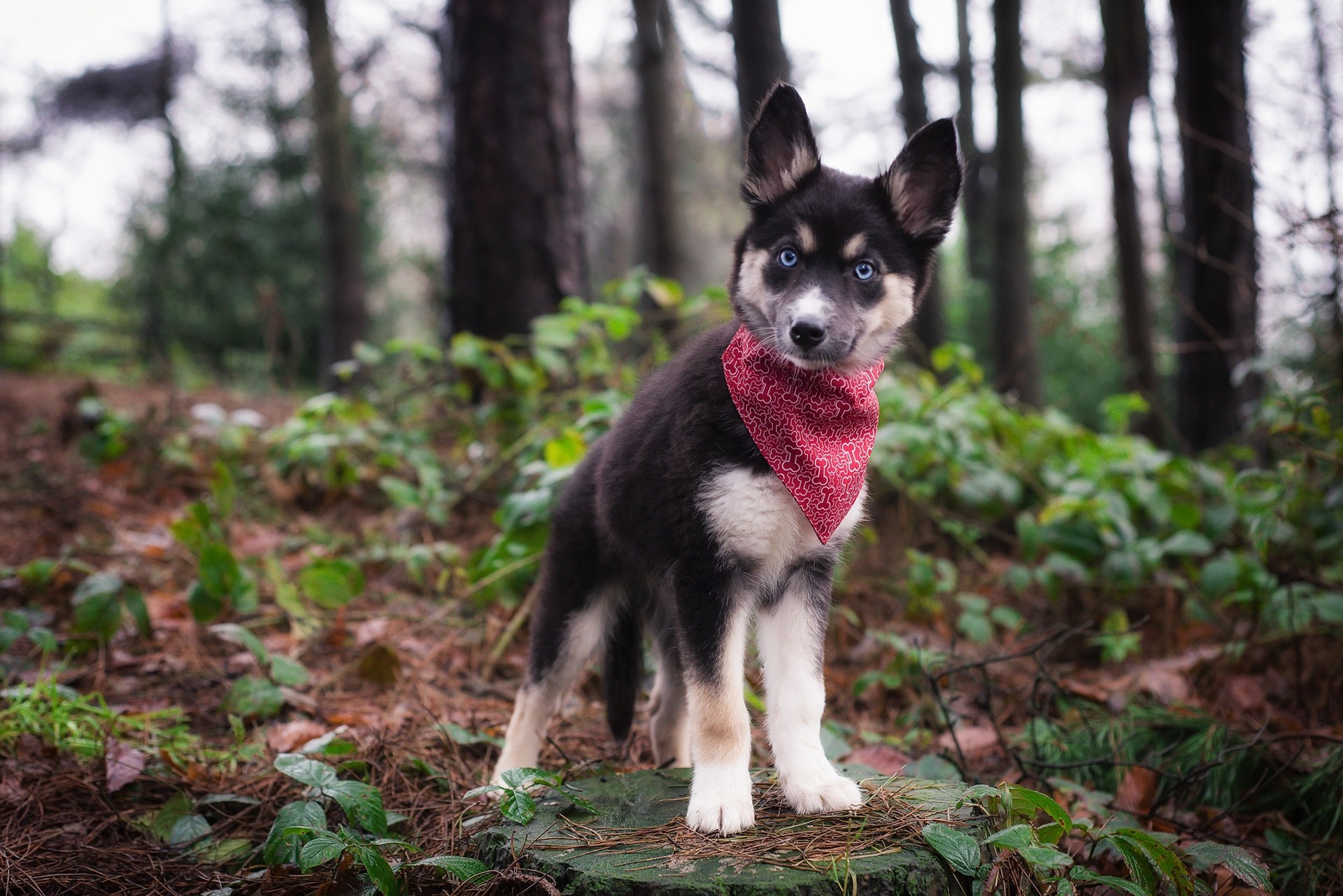 forest, Nature, Dog, Animals, Puppies Wallpaper