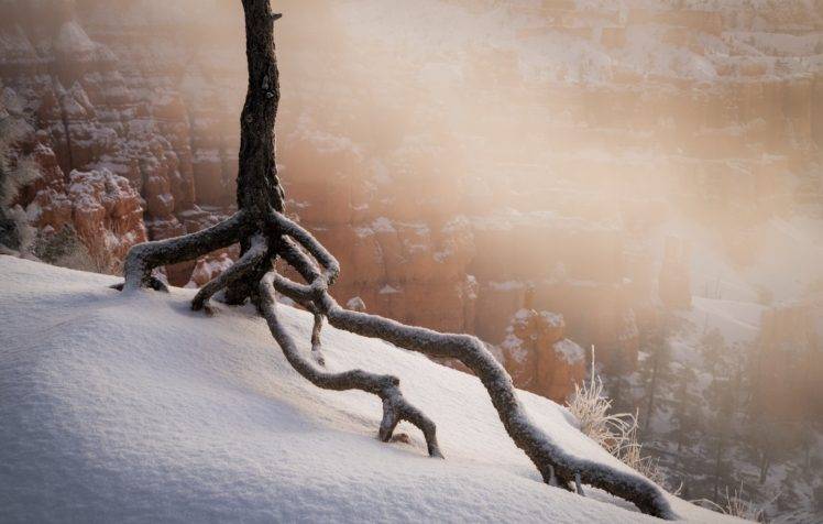 trees, Nature, Winter, Snow, Landscape HD Wallpaper Desktop Background