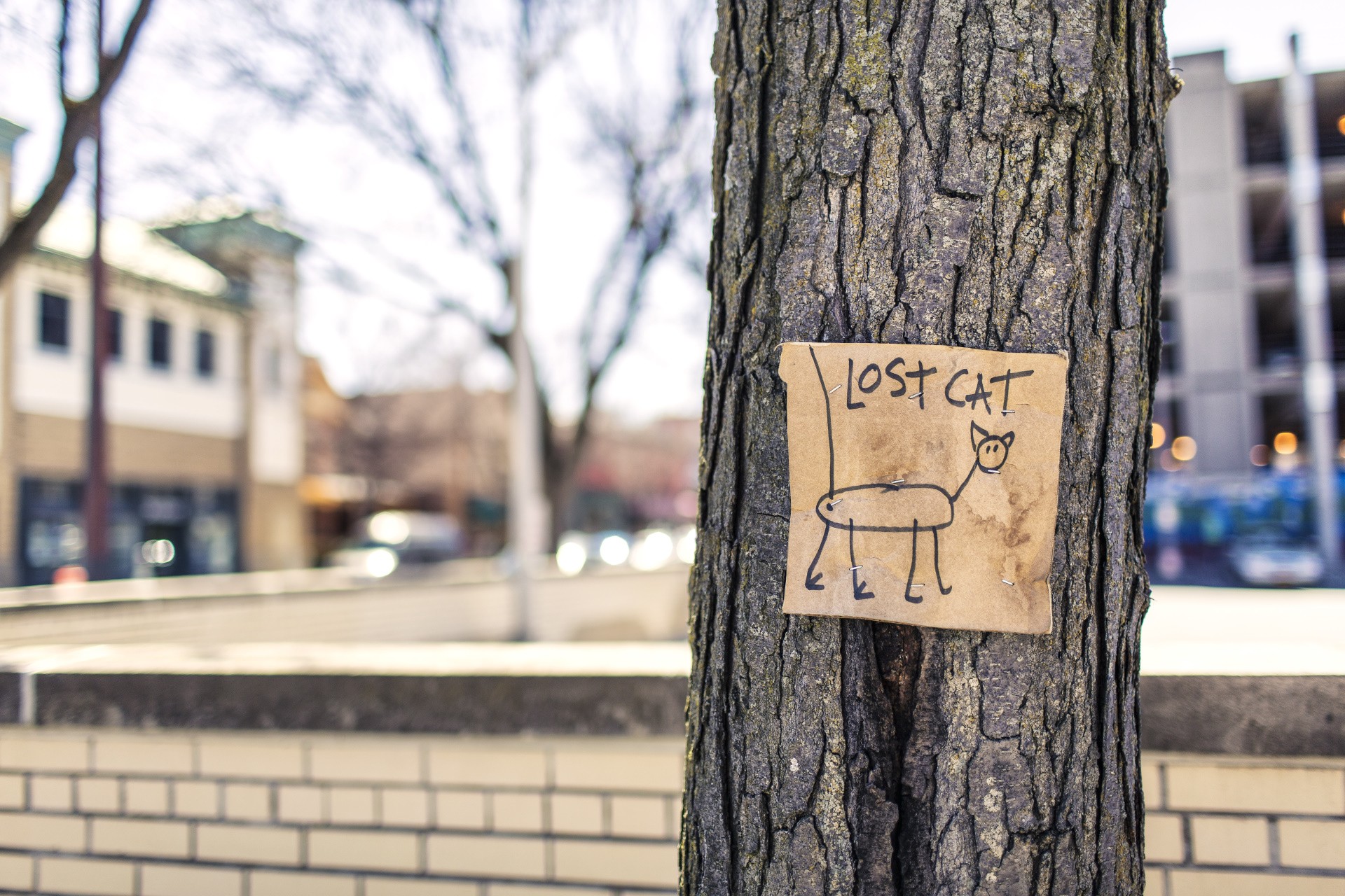 trees, Urban, Humor, Sign, Cat Wallpaper