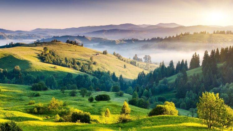 forest, Grass, Mountains, Mist, Daylight, Nature, Landscape HD Wallpaper Desktop Background