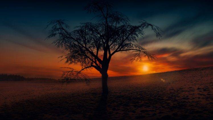 trees, Sunlight, Nature, Sky, Landscape HD Wallpaper Desktop Background